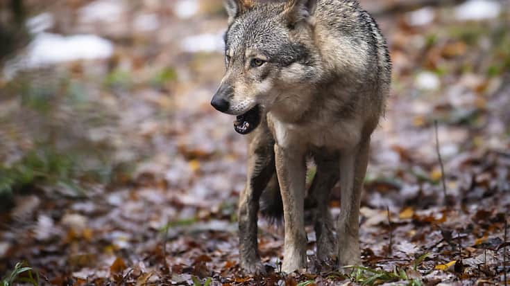 L&#8217;Etat du Valais a demandé à l'Office fédéral de l'environnement l'autorisation de procéder à un prélèvement complet de quatre meutes, soit environ 25 loups sur une population estimée entre 90 et 120 individus (archives).