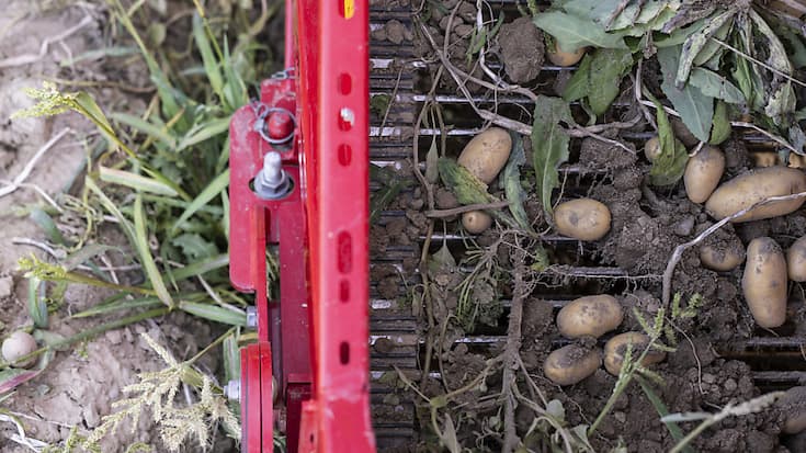 La récolte de pommes de terre sera modeste cette année (archives).
