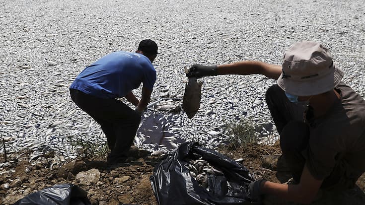 Des hommes collectent les poissons morts dans une rivière proche du port de Volos.