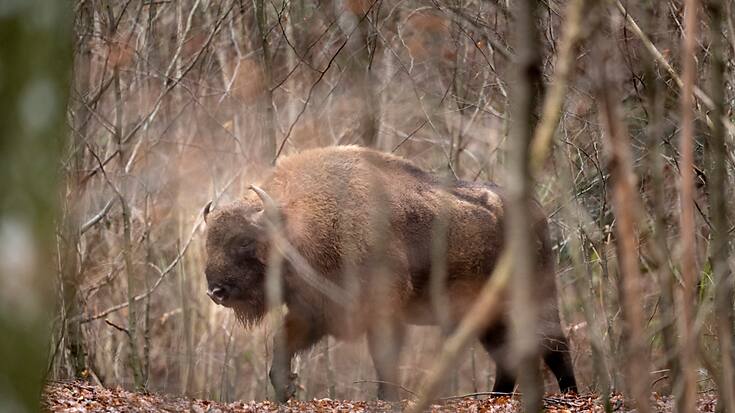 Après qu'ils ont disparu de Suisse au Moyen-Age, les bisons réapparaissent progressivement. A Welschenrohr (SO), le parc existe depuis cinq ans.