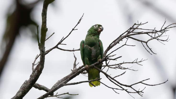 Le nouveau règlement européen contre la déforestation prévoit d'interdire dès fin 2024 la commercialisation dans l'UE d'une série de produits (cacao, café, soja, huile de palme, bois, viande bovine, caoutchouc, cuir, ameublement, papier...) s'ils proviennent de terres déboisées après décembre 2020.