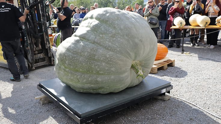 La courge pèse 727,5 kilos.