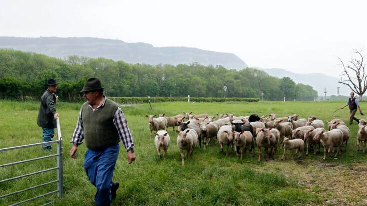 La maladie provoque des symptômes graves, en particulier chez les moutons (archives/image prétexte).