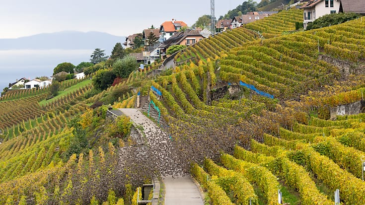 Les vignes de Lavaux constituent un garde-manger de rêve pour les étourneaux.