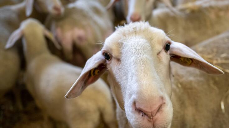 La maladie de la langue bleue affecte particulièrement les ovins.