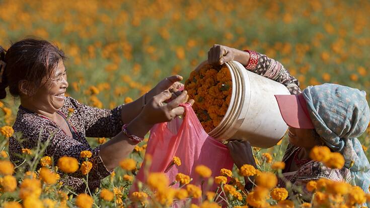 En octobre, la production de fleurs pour les cérémonies hindoues  assure un revenu essentiel au village népalais de Gundu.