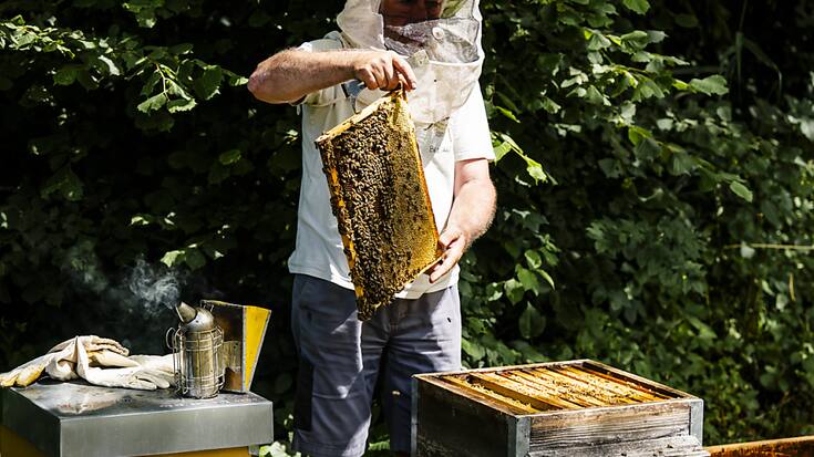 Les apiculteurs suisses ont récolté moins de miel que d'habitude en 2024. En cause, le retour de l'hiver en avril dernier. (photo symbolique)