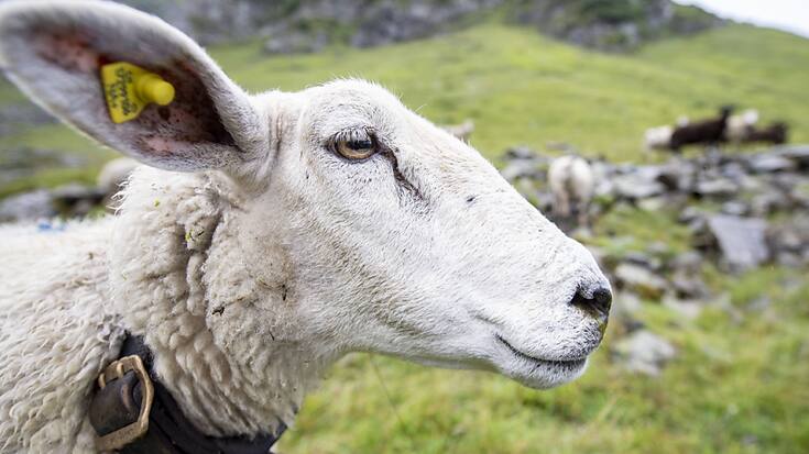 Tant les moutons que les chèvres trient leur nourriture, selon cette étude (archives).