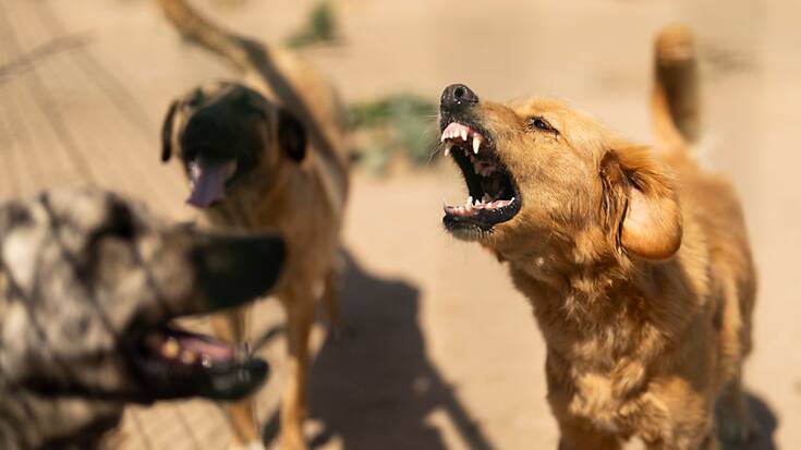Les conditions dans lesquelles vivent les animaux sont déplorables, d'après l'organisation Fans for Animals (Photo prétexte).