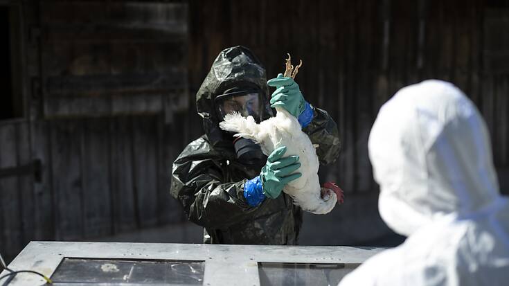 Le virus de la grippe aviaire a montré des signes de mutation à mesure qu'il se propageait parmi des vaches laitières et infectait des humains aux États-Unis (archives).