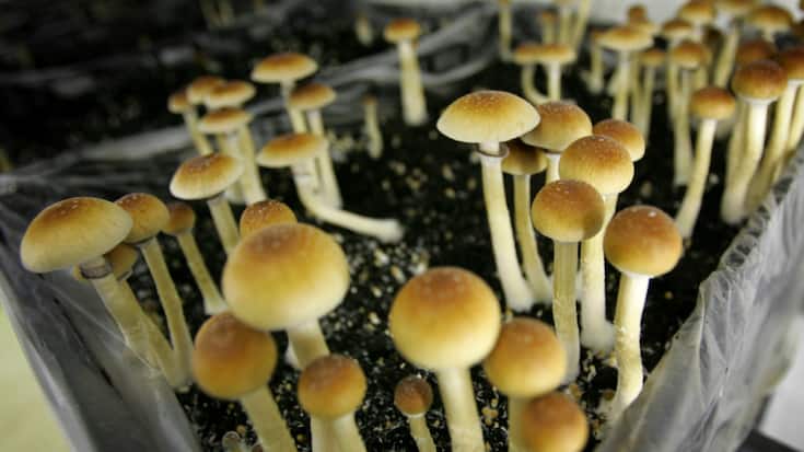 Les thérapies assistées par psychédéliques utilisent le LSD ou la psilocybine, principe actif de certains champignons dits "magiques" (archives).