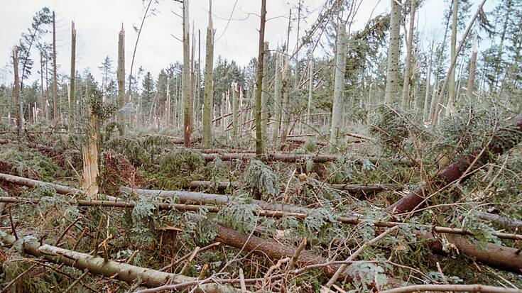 La tempête Lothar a laissé la forêt dévastée, mais les insectes en ont profité. (photo d'archives)
