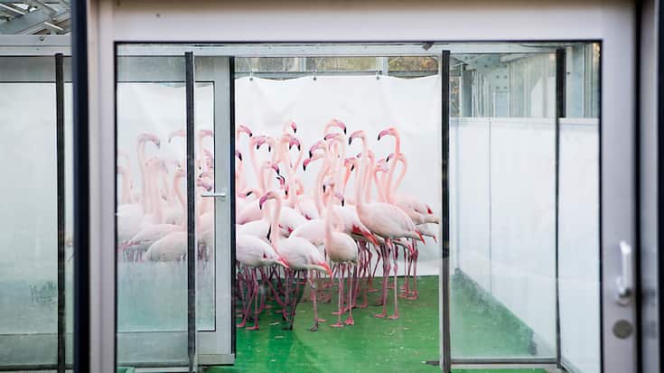 Les flamants roses du parc zoologique de Berne avaient dû être mis en quarantaine en 2016 à cause de la grippe aviaire (archives).