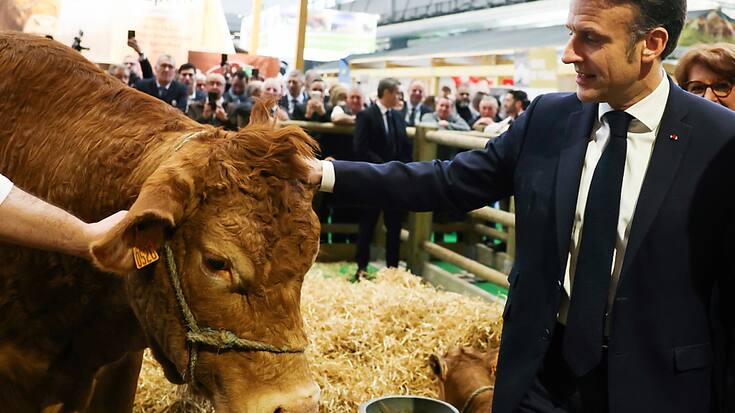 Sécurité du président Macron oblige, la déception règne parmi ceux qui n'ont pas pu aller voir Oupette, vache limousine et égérie du Salon international de l'agriculture.
