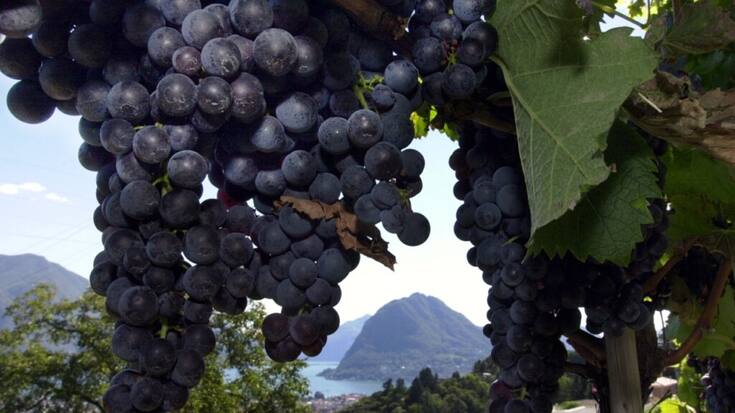 Les milieux viticoles tessinois sont de plus en plus préoccupés par la flavescence dorée, une maladie bactérienne dont les voies de propagation sont complexes, comme le montre cette étude (archives).