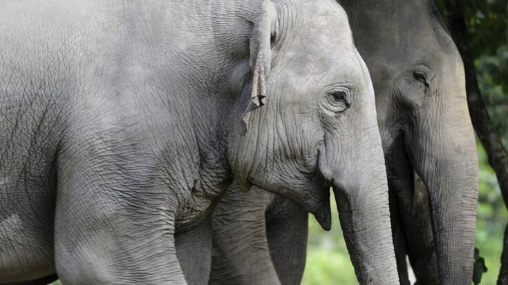 Les éléphants figurent au Sri Lanka parmi les animaux sauvages les plus nuisibles aux récoltes (image symbolique).