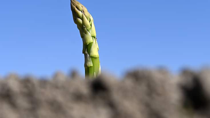 Les premières asperges vertes ont déjà été récoltées dans les champs suisses - mais la grande récolte n'est attendue qu'après Pâques. (Photo d'archives)