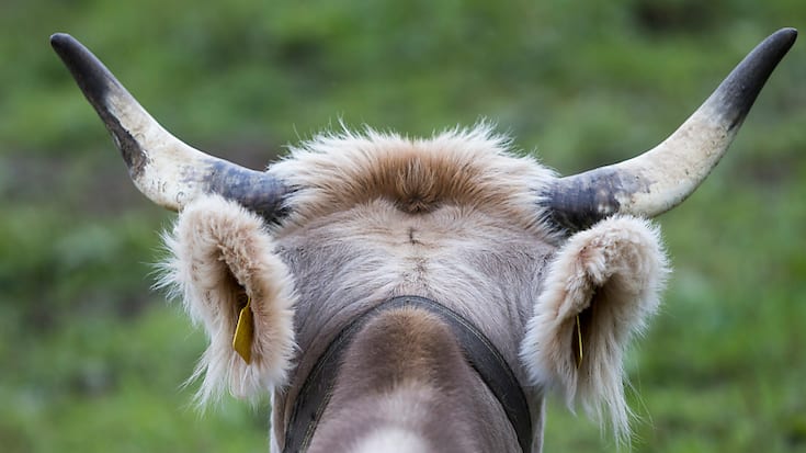 Dans la présente étude, aucune différence n’a été constatée dans la composition ni dans la digestion du lait des vaches avec et sans cornes (archives).