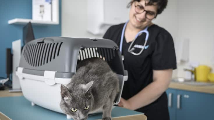 L'euthanasie d'animaux en bonne santé ne doit pas être interdite, selon le National (image d'illustration).