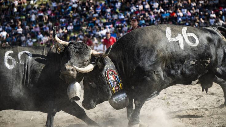 Nubie (à droite), ici lors de sa demi-finale face à Cannelle, a été sacrée Reine des Reines 2025.