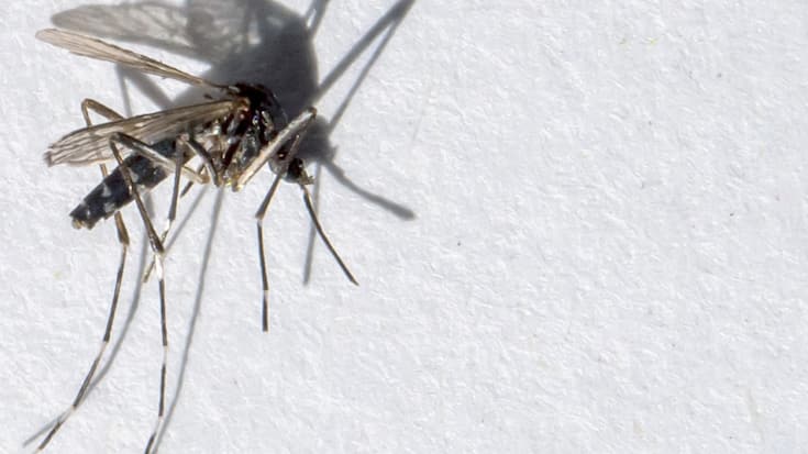 Après Collombey-Muraz, Fully et Monthey, le moustique tigre a été repéré à Massongex photo d'archives).