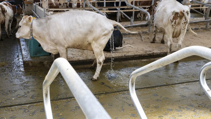 Les vaches de la ferme des Röösli à Hellbühl (LU) bénéficient de toilettes spéciales.