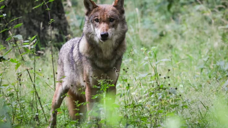 Le Conseil national veut éloigner les loups - ici une louve dans un parc animalier - des troupeaux d'animaux de rente dans les Alpes en les effarouchant (archives).