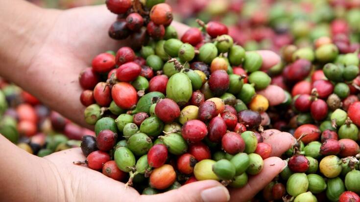 Les récoltes sont attendues en hausse au Brésil et dans d'autres pays producteurs (archives).