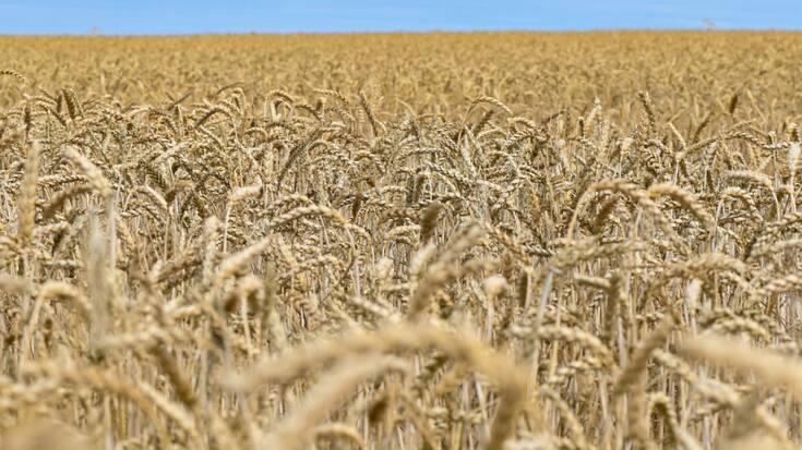 Les grands partis sont ouverts à l'autorisation des plantes cultivées avec de nouvelles méthodes. (Image symbolique)