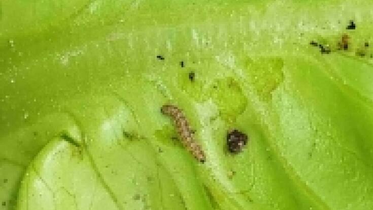 Les chenilles de la noctuelle de la tomate sont très voraces. Ici, les dégâts qu'elle cause sur une feuille de salade.