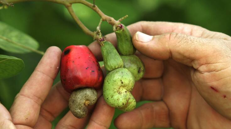 Les noix de cajou ne sont pas à proprement parler des noix, mais les graines d&#8217;un fruit (archives).