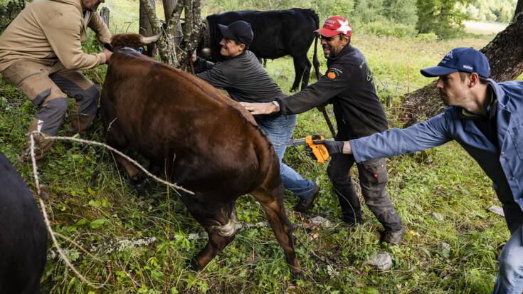 Quelque 2000 bovins valaisans doivent être vaccinés contre la dermatose nodulaire contagieuse. Une tâche parfois délicate pour Jérémy Wittorski (à droite), l'un des deux vétérinaires mandatés par les autorités cantonales.