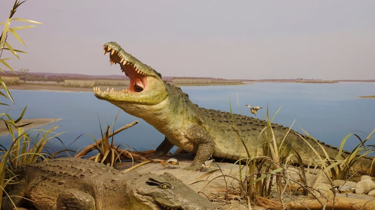 Les crocodiles du Nil représentaient une menace, ont justifié les autorités (Photo d'illustration/Archives).