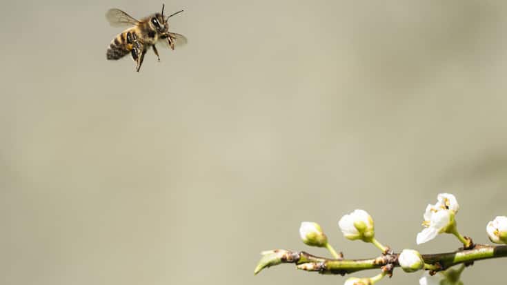 Les dispositifs doivent prouver leur efficacité pour protéger les abeilles contre les frelons asiatiques (photo prétexte).