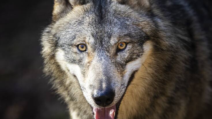 Six cantons veulent réguler les meutes de loups cette année (archives).