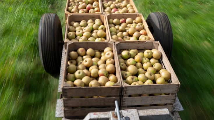 Même si elles paraissent impeccables à la récolte, les pommes peuvent soudainement présenter des zones brunes et pourries lorsqu'elles sont stockées. Cela est dû à des maladies post-récolte comme la pourriture lenticellulaire (image symbolique).
