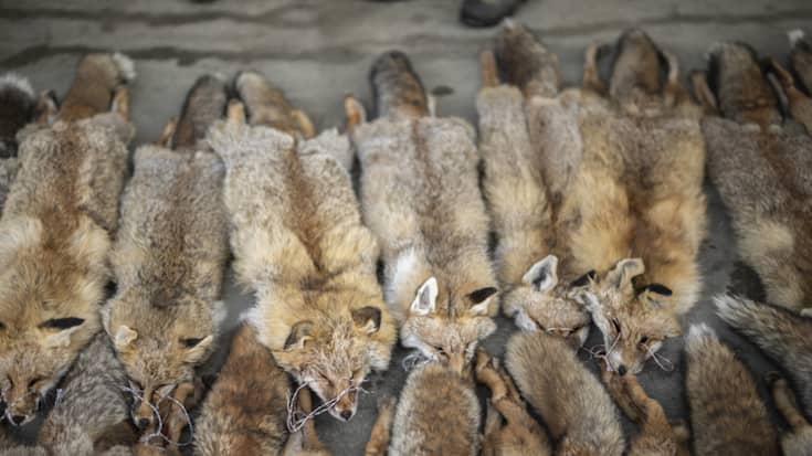 La Suisse doit interdire l'importation de fourrure issue d'animaux ayant été maltraités (archives).