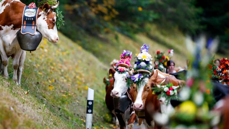 Dans le Pays-d'Enhaut, la désalpe de l'Etivaz du 287 septembre 2025 devrait être maintenue, car la région se situe en dehors de la zone de surveillance de la dermatose nodulaire contagieuse (DNC), dangereuse pour les bovins. (image d'archive)