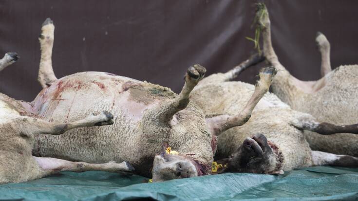 Des cadavres de l'attaque de loup en avril dernier à Valeyres-sous-Rances (VD) (archives).