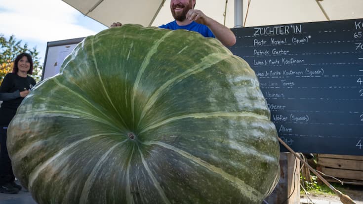 La courge gagnante et son fier propriétaire samedi à Jona (SG).