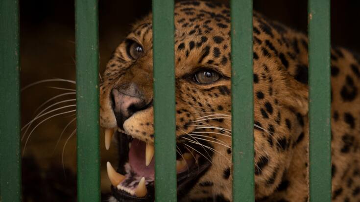 Un léopard a provoqué la panique dans un complexe hôtelier de la province de Java, en Indonésie,  où il errait. Il a pu être capturé, sans dommage (Photo d'illustration).