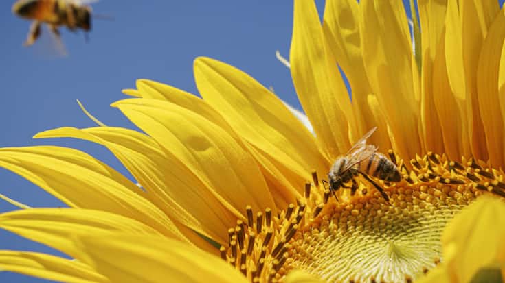 La situation des abeilles, notamment sauvages, est grave en Europe selon l'organisation internationale de protection de la nature, l'UICN (photo d'illustration).