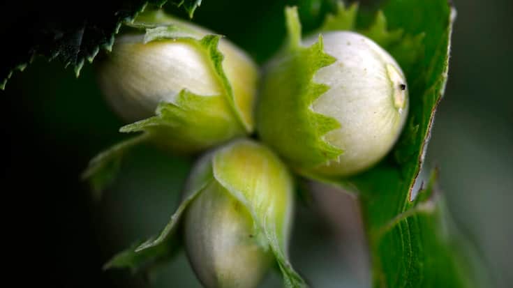L'Autorité turque de la concurrence a annoncé que "Ferrero devra acheter au moins 30'000 tonnes de noisettes en coque entre septembre et décembre 2025" aux producteurs turcs (archives).