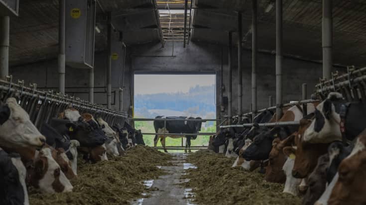 Les bovins ont reçu la plus grande quantité d'antibiotiques, et notamment d'antibiotiques critiques, indique l'OSAV. Ils présentent également le plus grand nombre de traitements pour 1000 animaux, avec un total de plus d'un million de traitements en 2024.