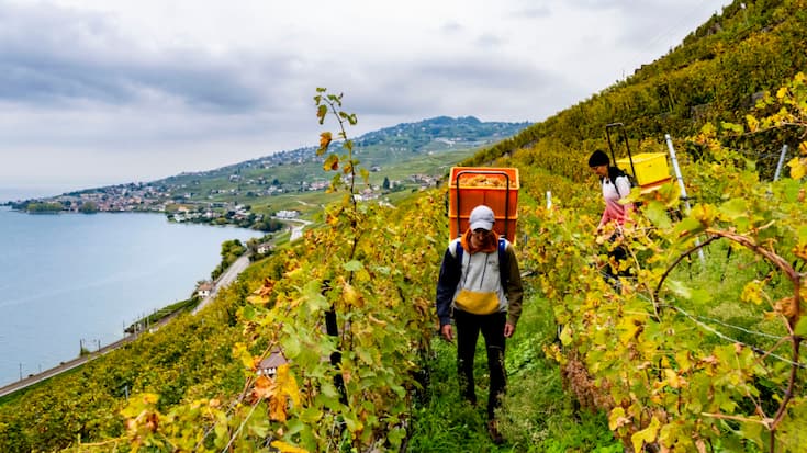 La production mondiale de vin devrait cette année être en légère reprise. Ici, les vignes de Lavaux lors des vendanges à Epesses. (archive)