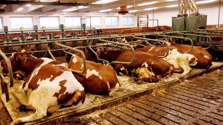 L'emploi de l'additif de DSM-Firmenich est depuis peu obligatoire au Danemark pour les troupeaux de plus de cinquante bovins. (archive)