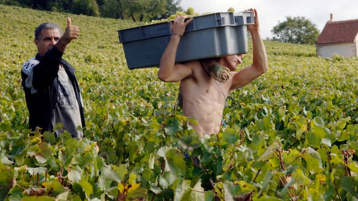 Le vin vendu à Beaune, des primeurs, ne sera pas livré avant juin 2027, après avoir été élevé sur place (archives).