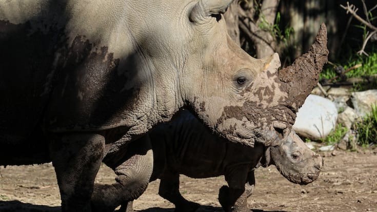 Les cornes de rhinocéros blanc sont très prisées en Asie (archives).
