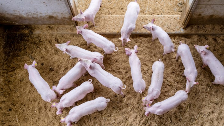 Un reportage d'une télévision danoise dénonce des mauvais traitements dans plusieurs élevages porcins du pays (photo d'illustration).