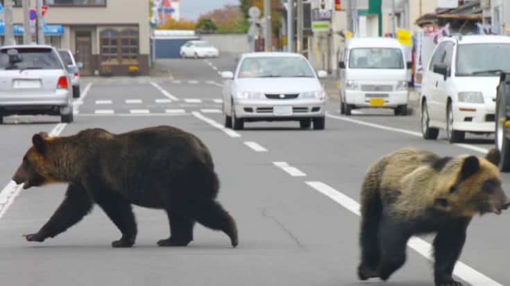 Treize personnes ont été tuées par des ours depuis le début de l'année au Japon (archives).
